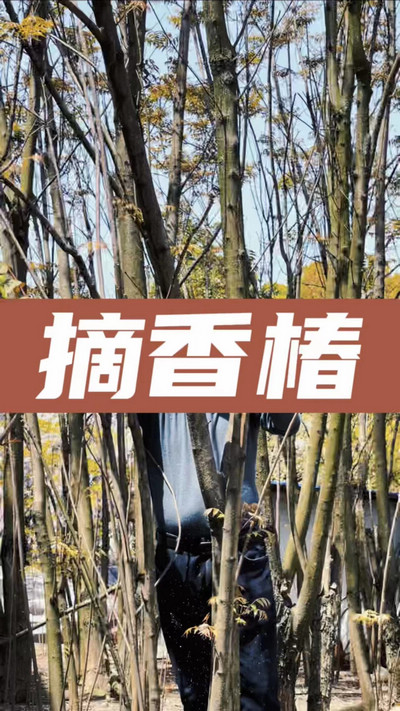 香椿雞蛋有，就缺二兩酒！