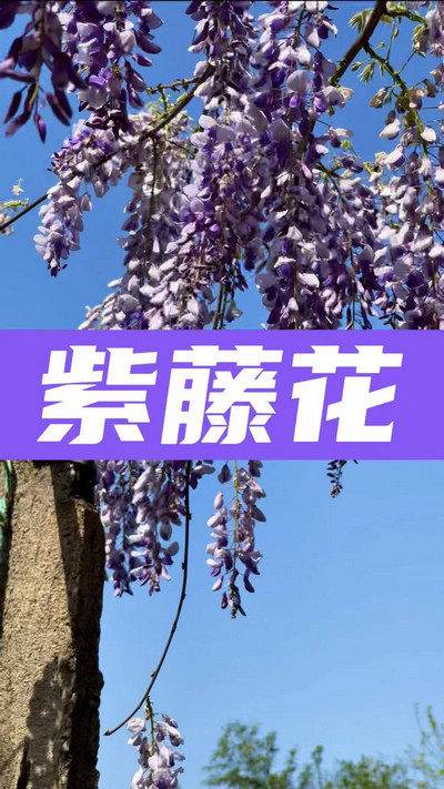 春有約，花不誤，陌上紫藤香如故。